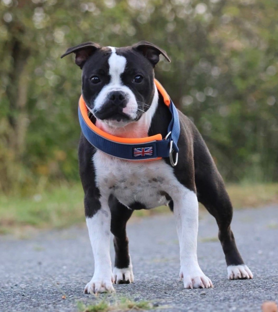 The lady mustache Of Staffie Of Your Dreams