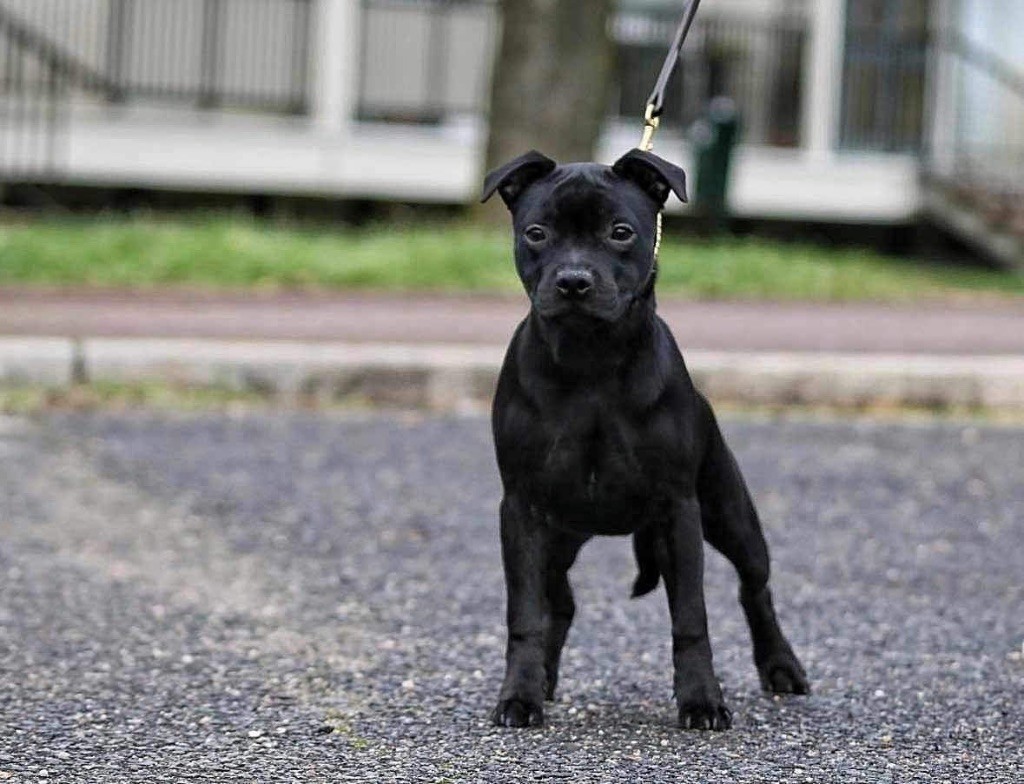 Uptown lovely girl Of Staffie Of Your Dreams