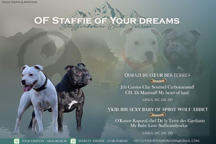 chiot Staffordshire Bull Terrier Of Staffie Of Your Dreams