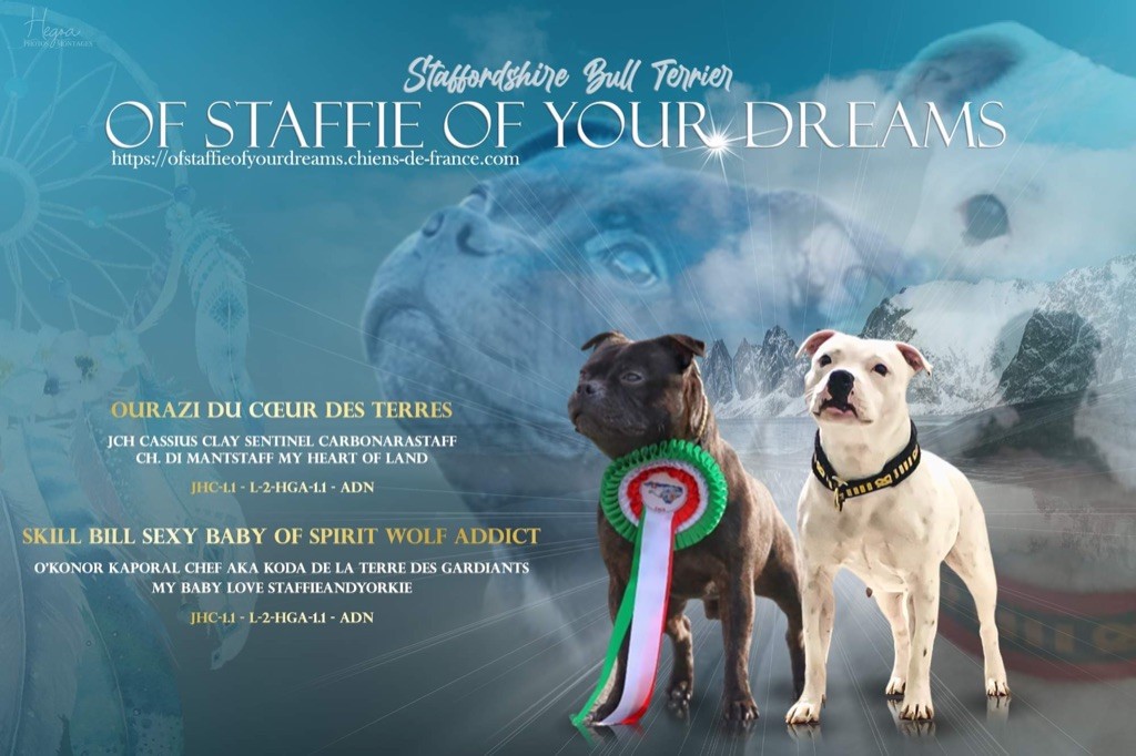 chiot Staffordshire Bull Terrier Of Staffie Of Your Dreams