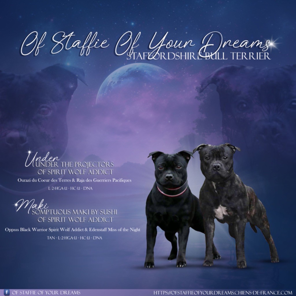 chiot Staffordshire Bull Terrier Of Staffie Of Your Dreams