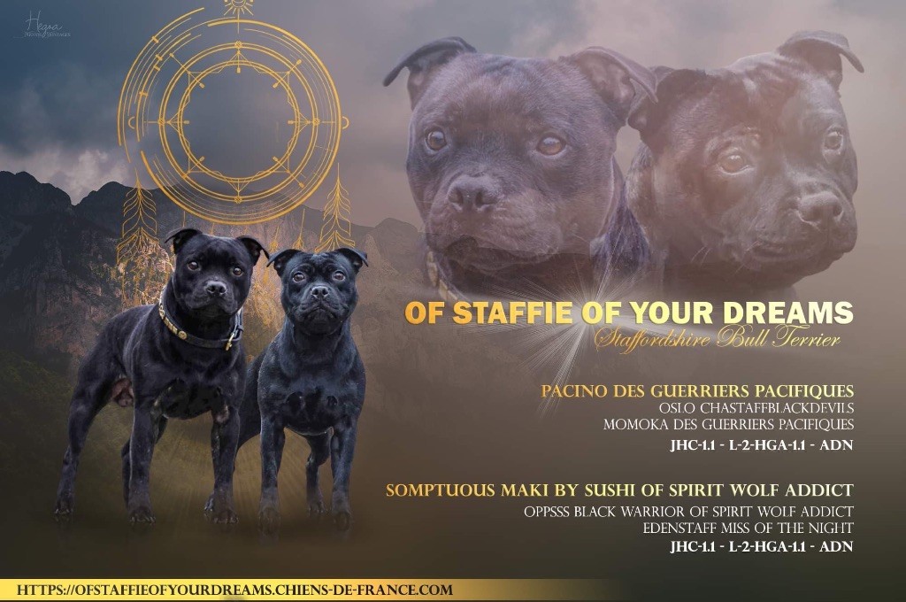 chiot Staffordshire Bull Terrier Of Staffie Of Your Dreams