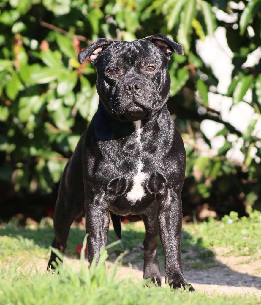 Venom Of Staffie Of Your Dreams