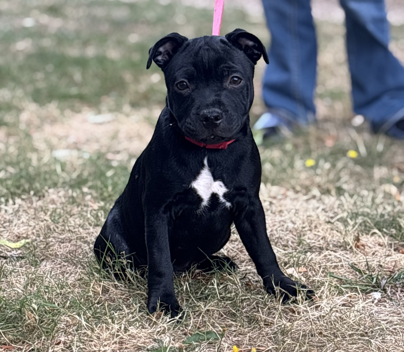 Of Staffie Of Your Dreams - Chiots disponibles - Staffordshire Bull Terrier